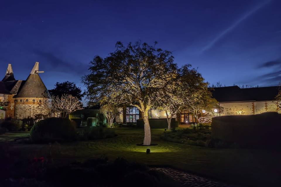 Wise old tree at night