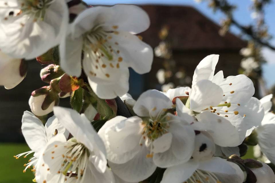 The Cherry Barn