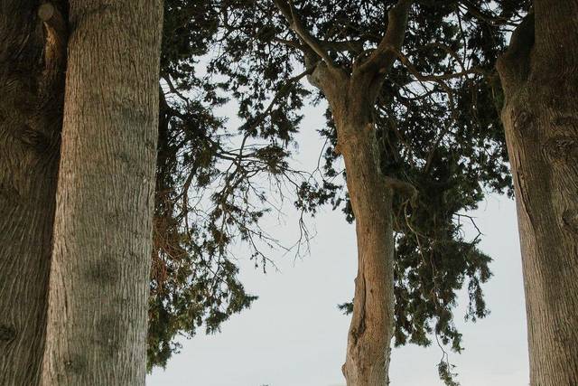 The Tree of Eternity