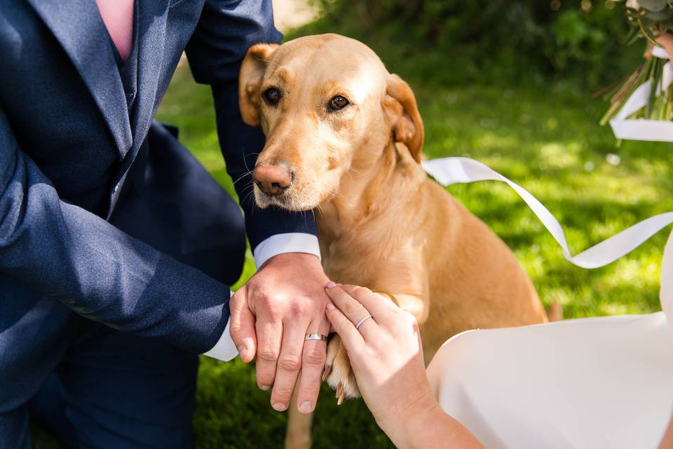 Bridesdog with rings