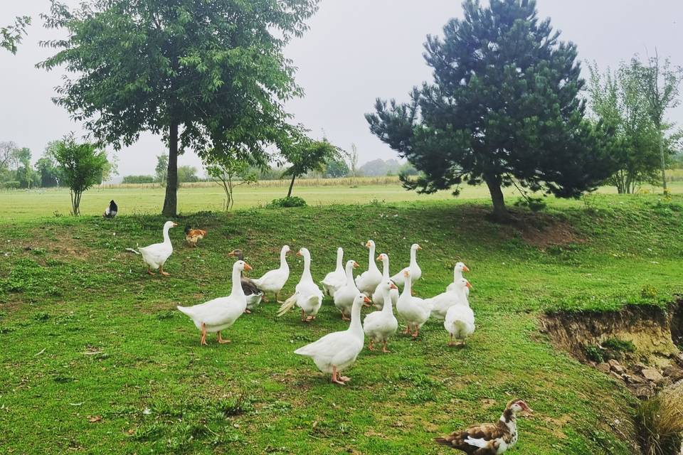 Our resident geese