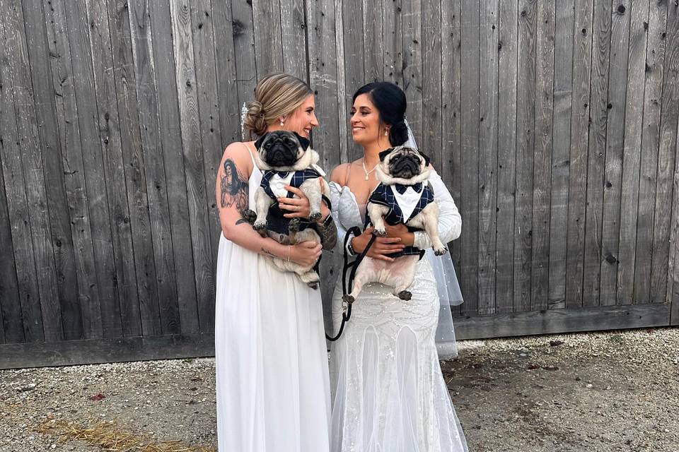 Wedding Chaperone for dogs