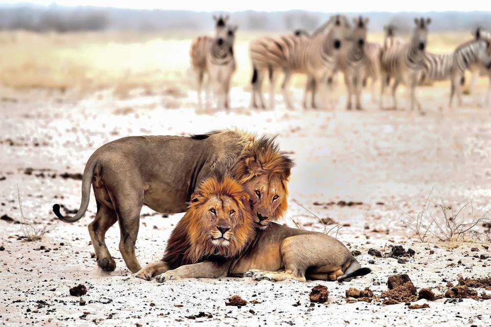 Africa