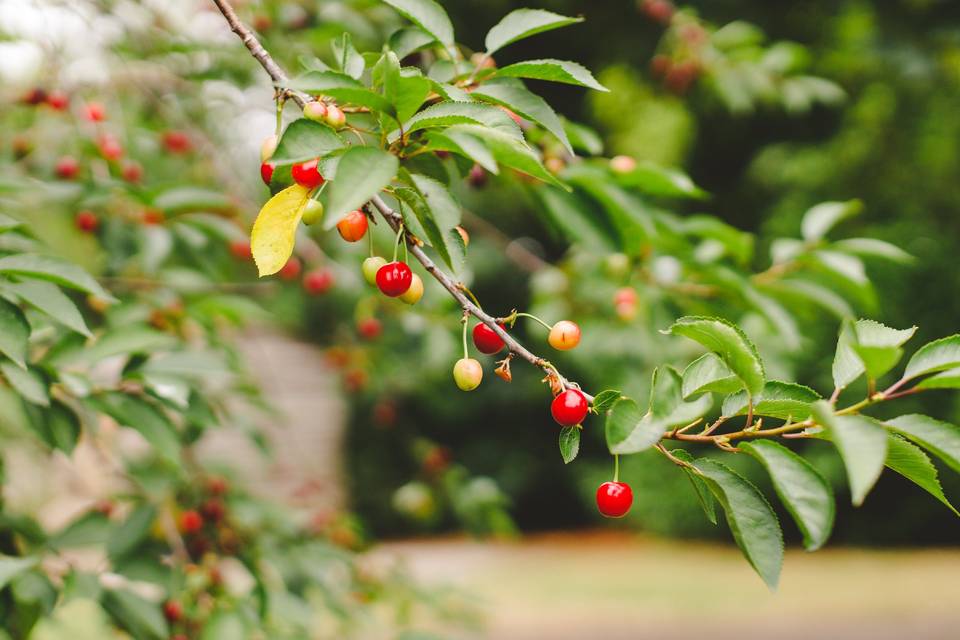 Cherry tree