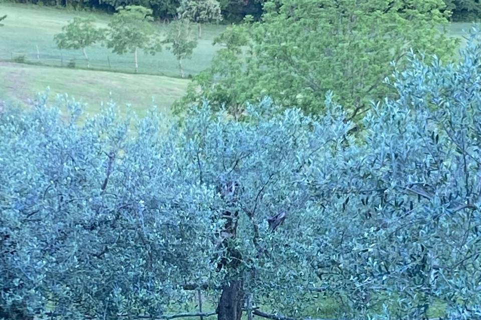 Snack under the  olive trees