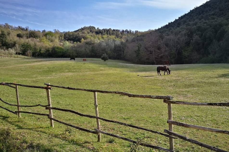 Large  meadows for our horses