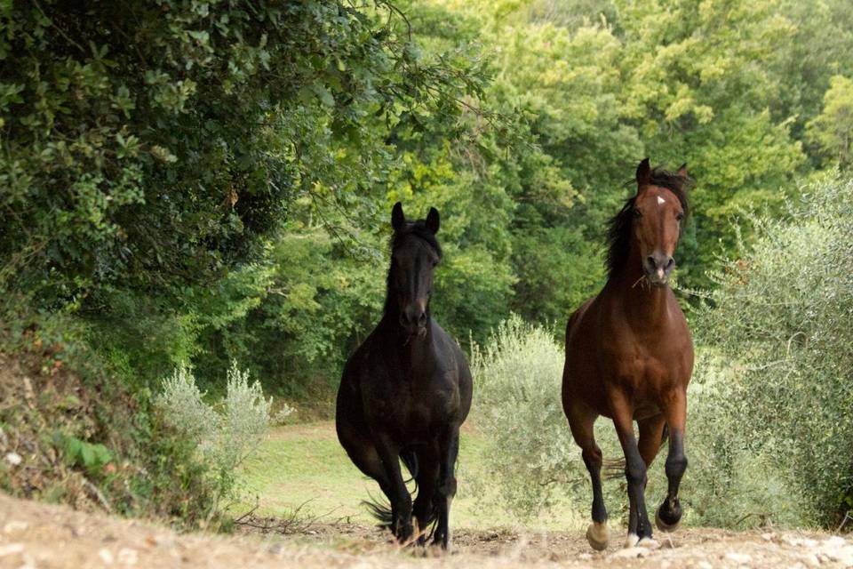 Our horses enjoying freedom