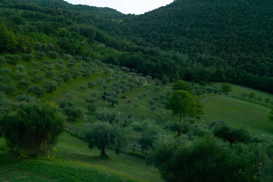 Olive trees with horses