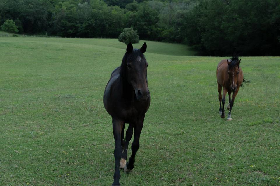 Horses again