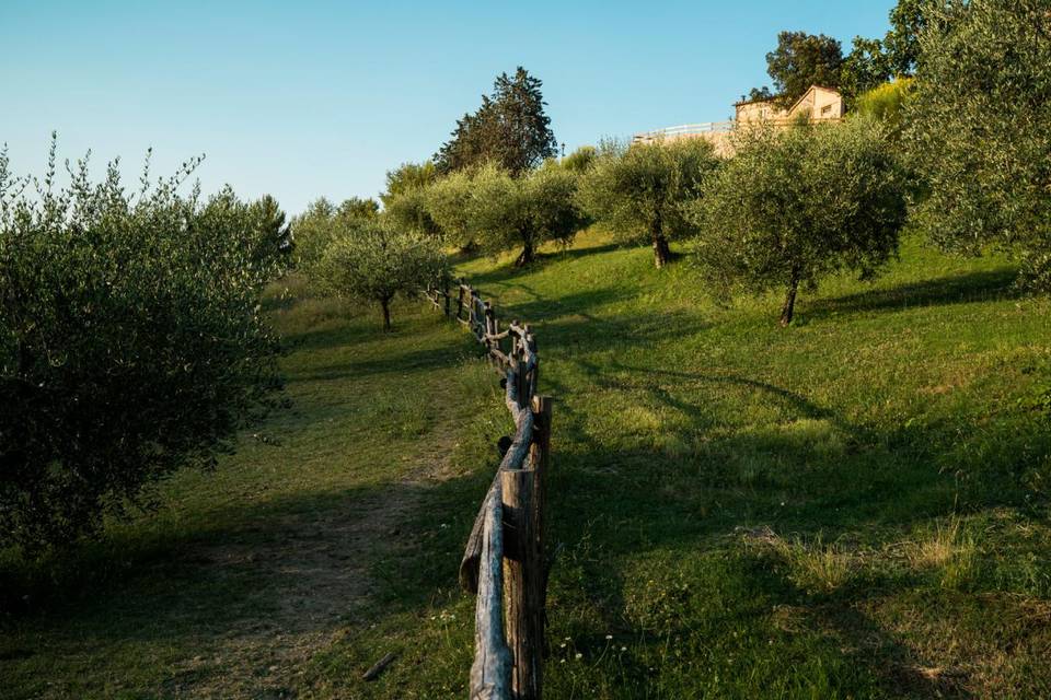 The Olive Grove