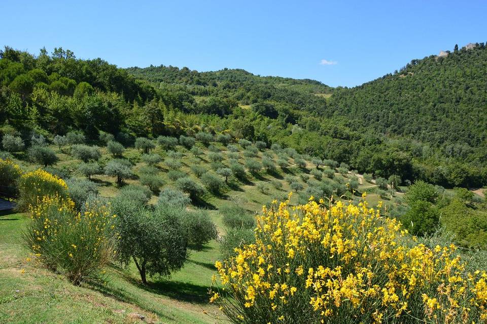 Olive trees and gorses