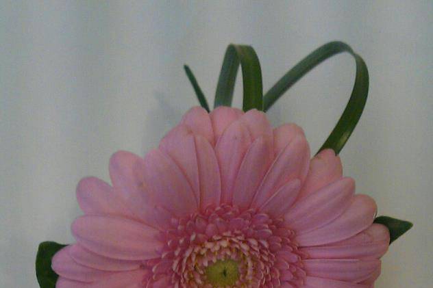 Gerbera Buttonhole