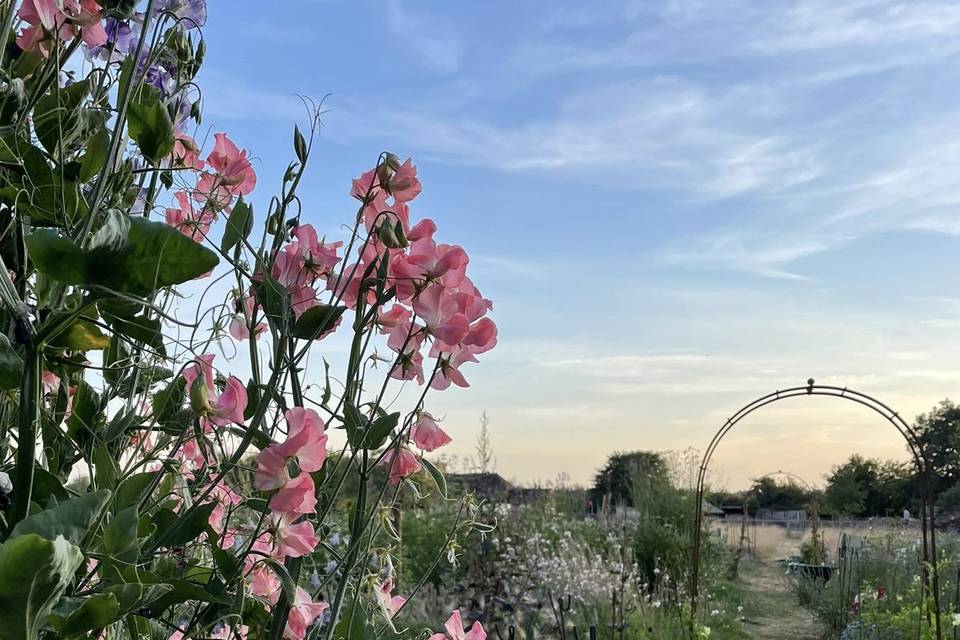 Sweet peas