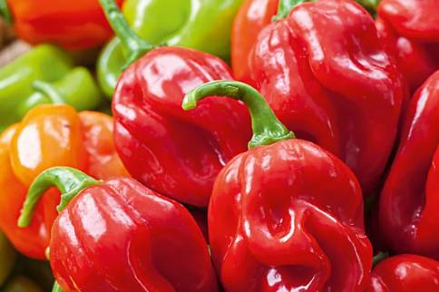 Scotch Bonnet Peppers