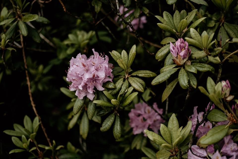 Flowers at Shrigley Hall Hotel