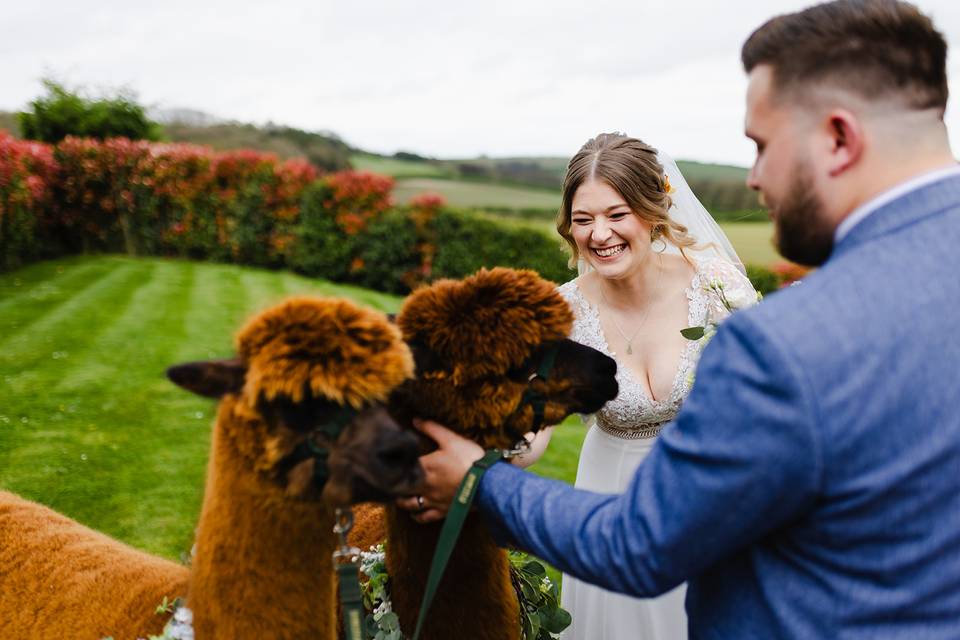 Alpacas