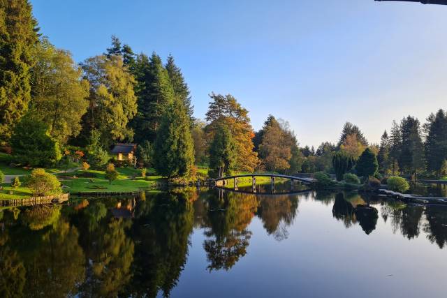Tall trees and shimmering lake