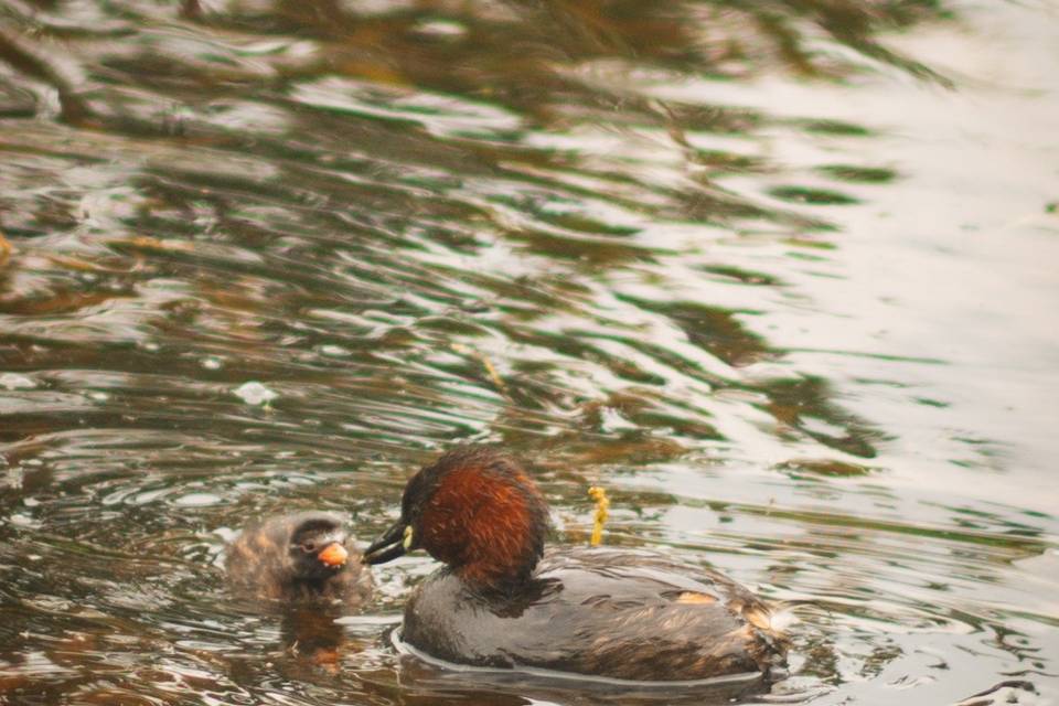 The local wildlife