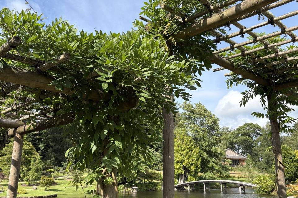 Wisteria arbour
