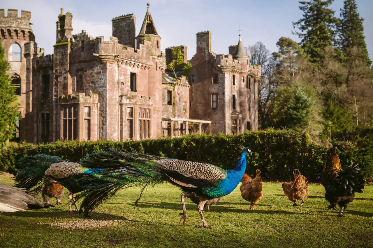 Peacocks on the lawn outside Scottish castle wedding venue 