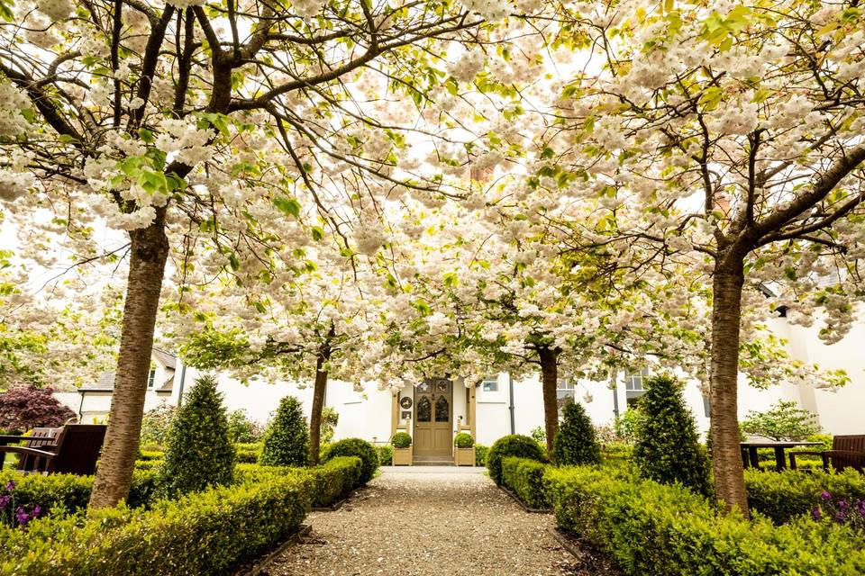 Cherry blossoms