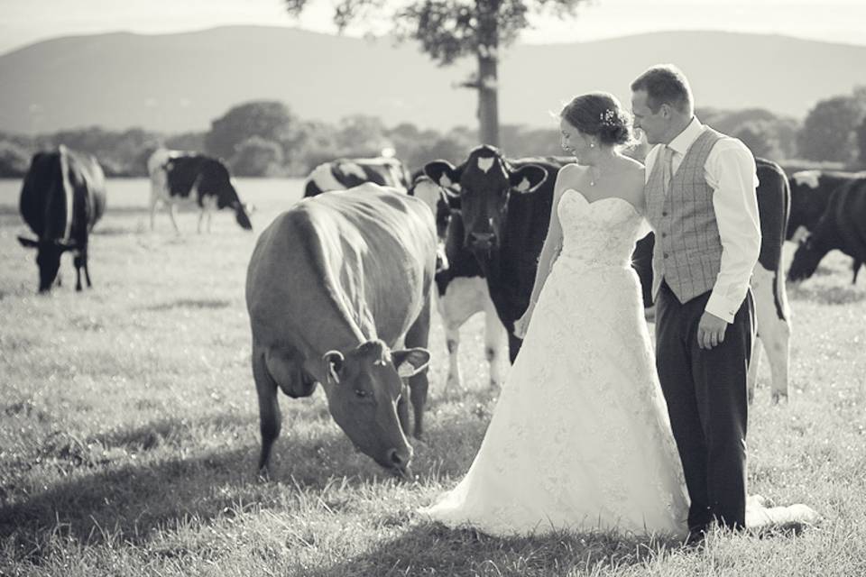 Bride & Groom with dairy cows