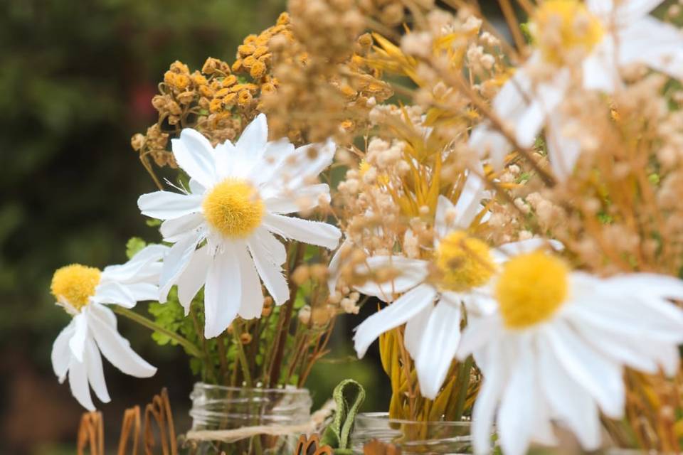 Displaying Daisies