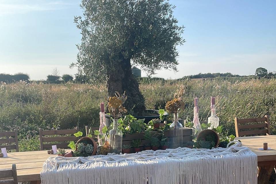 Olive tree