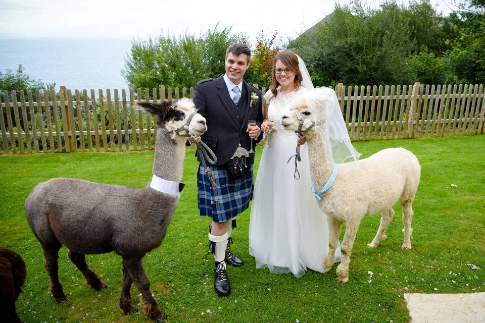 Alpaca Wedding, Sandy Cove