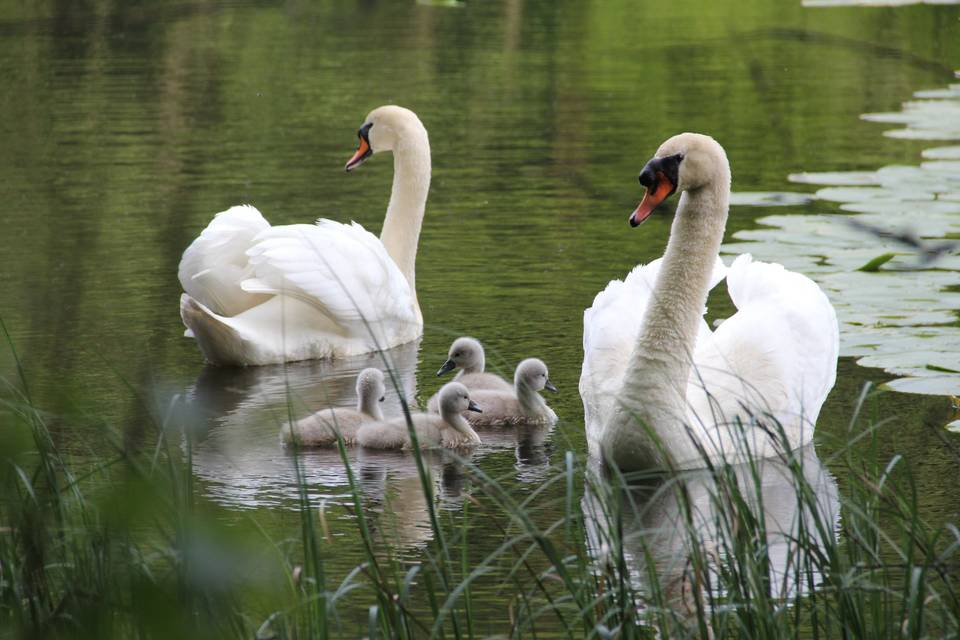 Resident Swans at Duns Castle's Nature Reserve