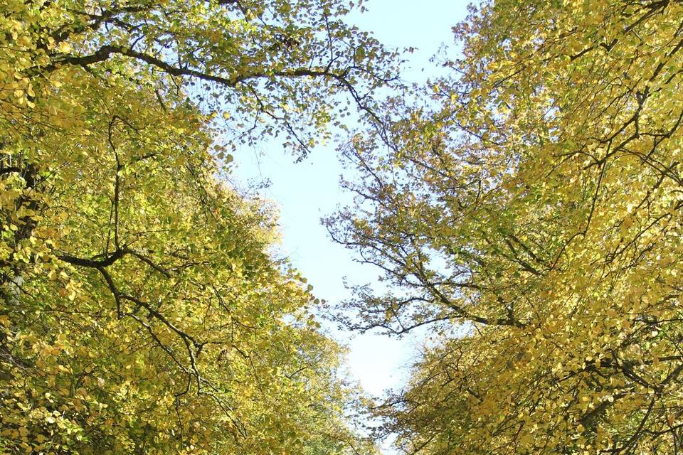 Avenue of lime trees