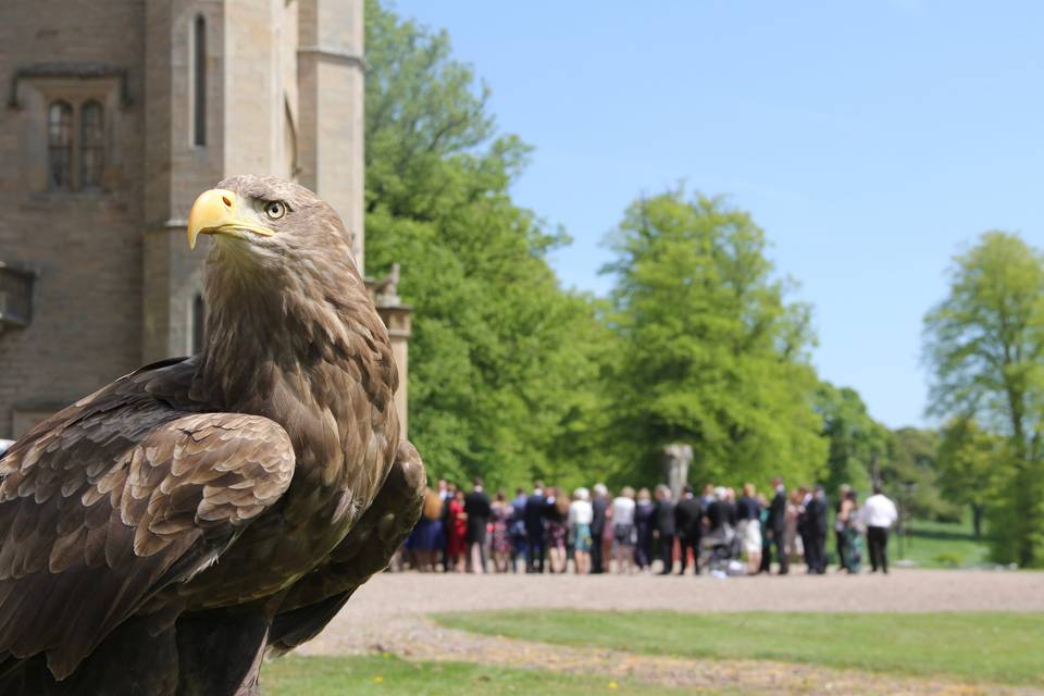 Falconry at Duns Castle