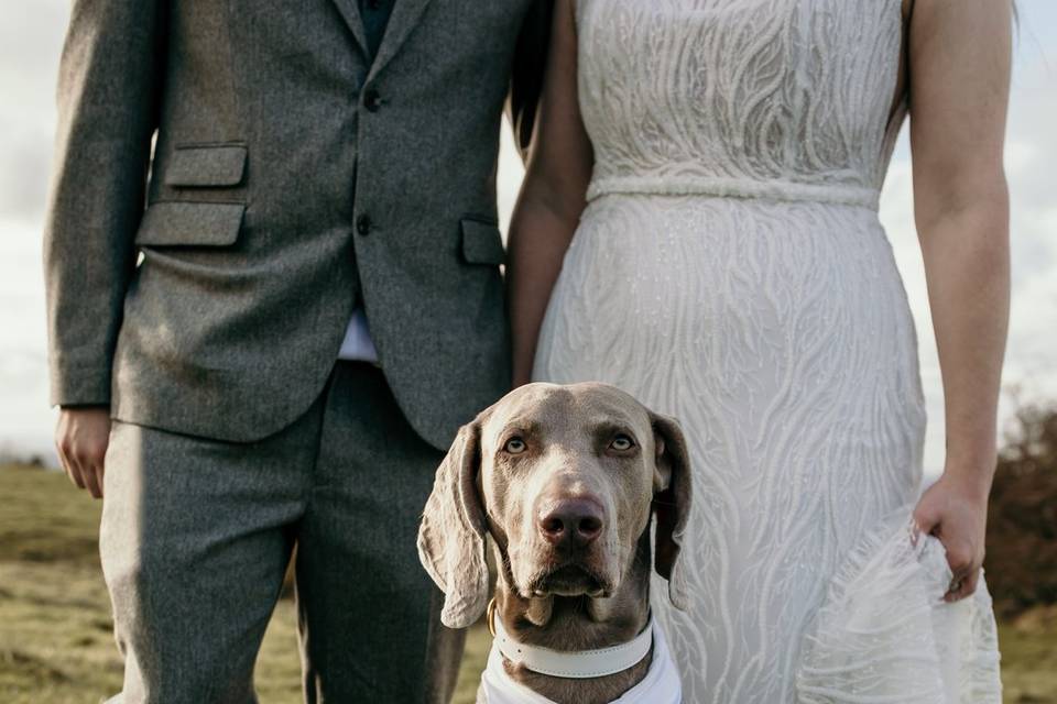 Dogs at weddings