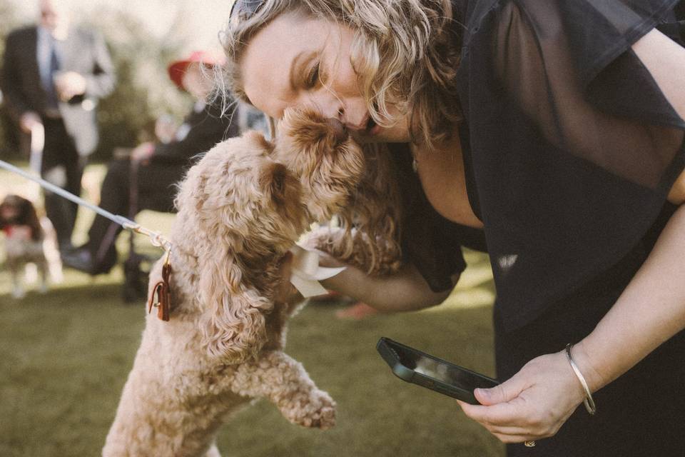 Dogs at weddings