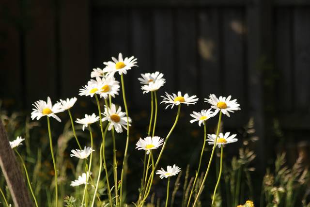 Ox-eyed daisy