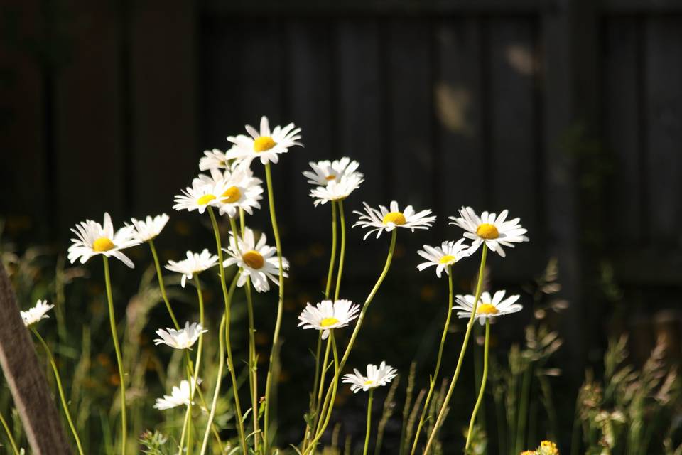 Ox-eyed daisy