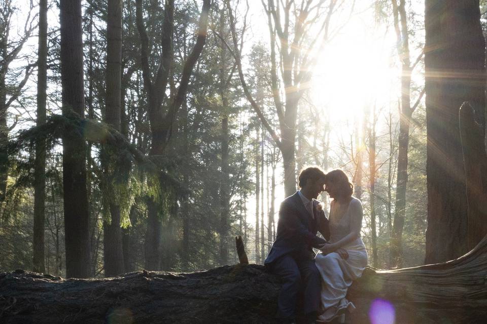 Sunset in the forest