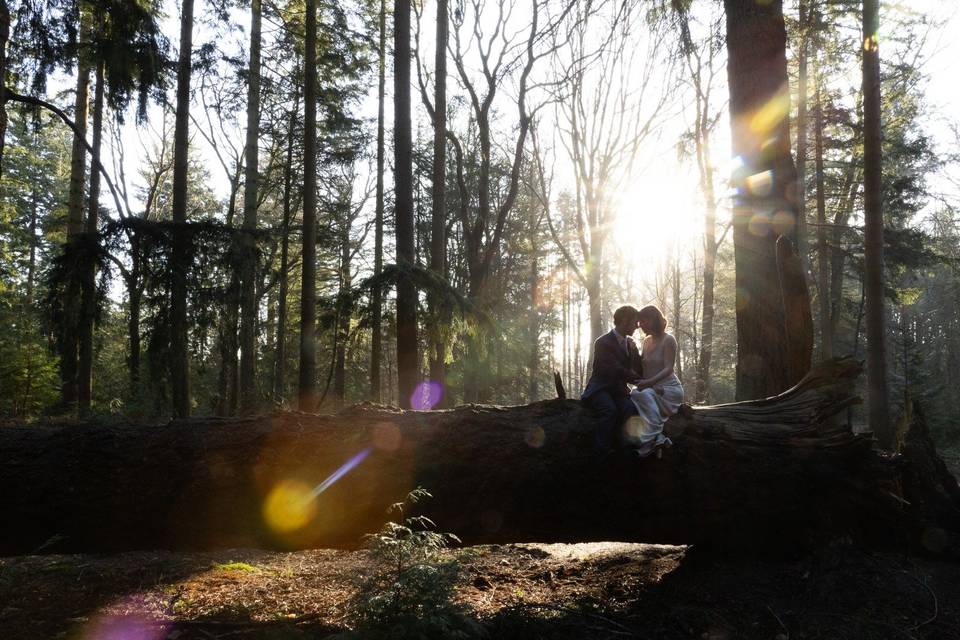 Sunflares in the forest