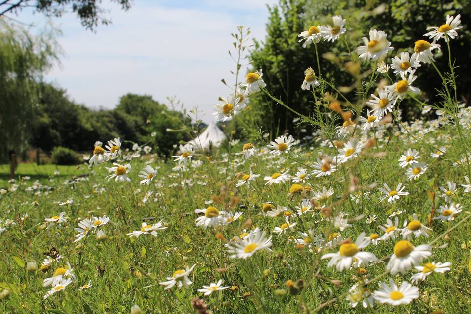 Wild flower banks in July