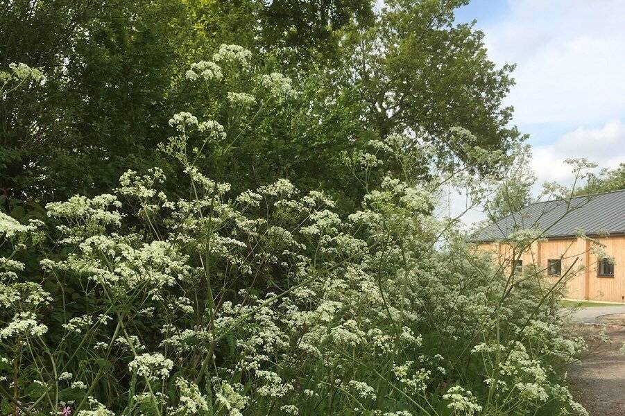 Frothy wild flowers in May