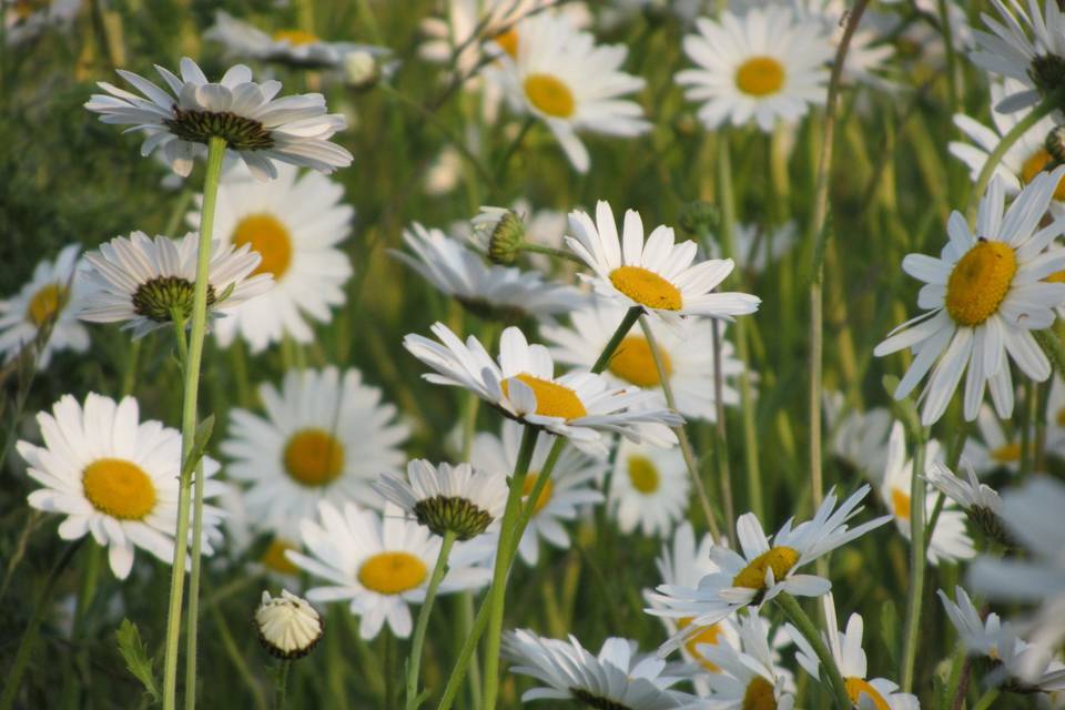 Wild flower foraging