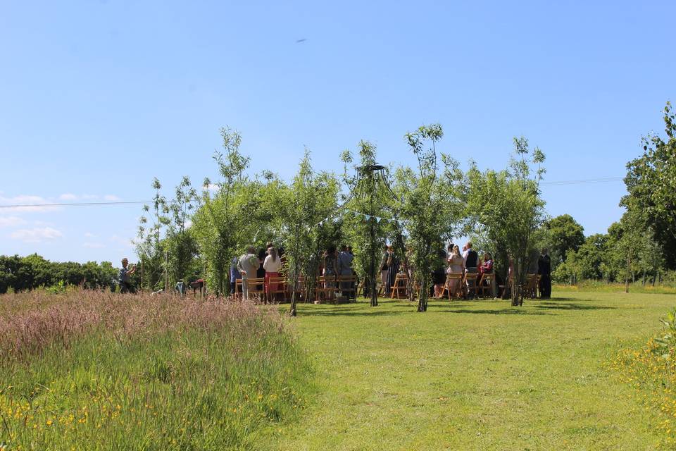 The willow cathedral