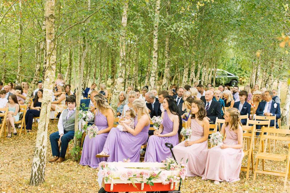 Wedding guests Silver birch