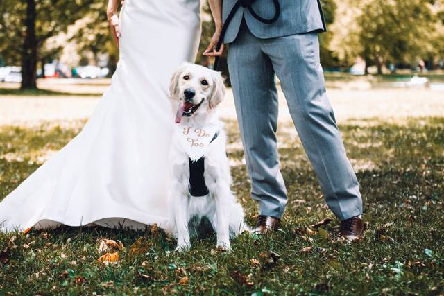 Weddings with dogs!