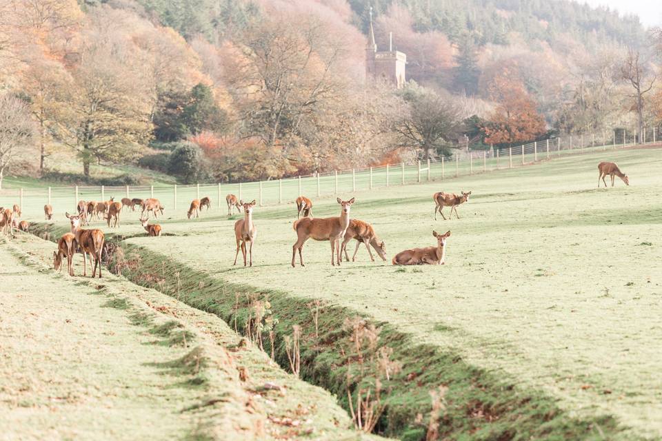 The Deer Park at St Audries