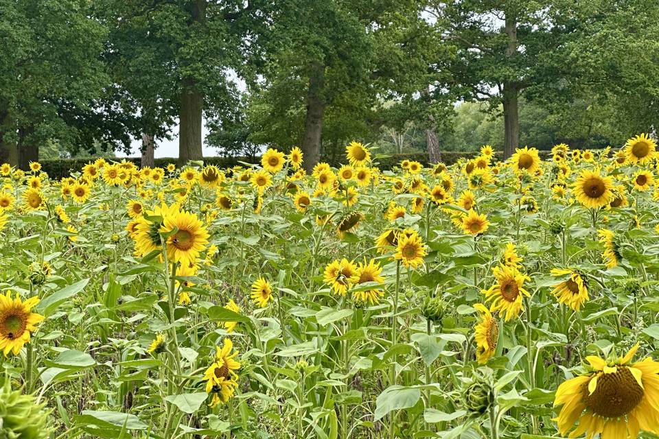 Sunflower meadow