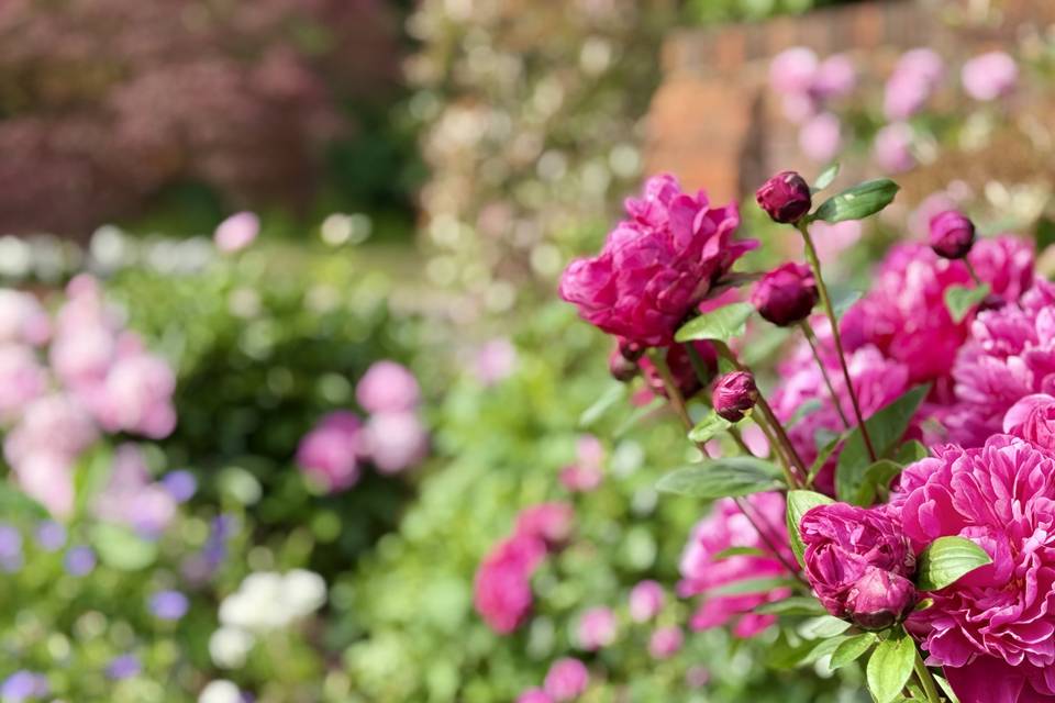 June garden