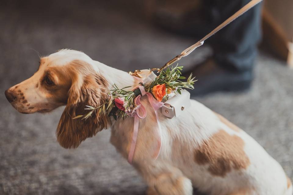 Dog Flower Collar