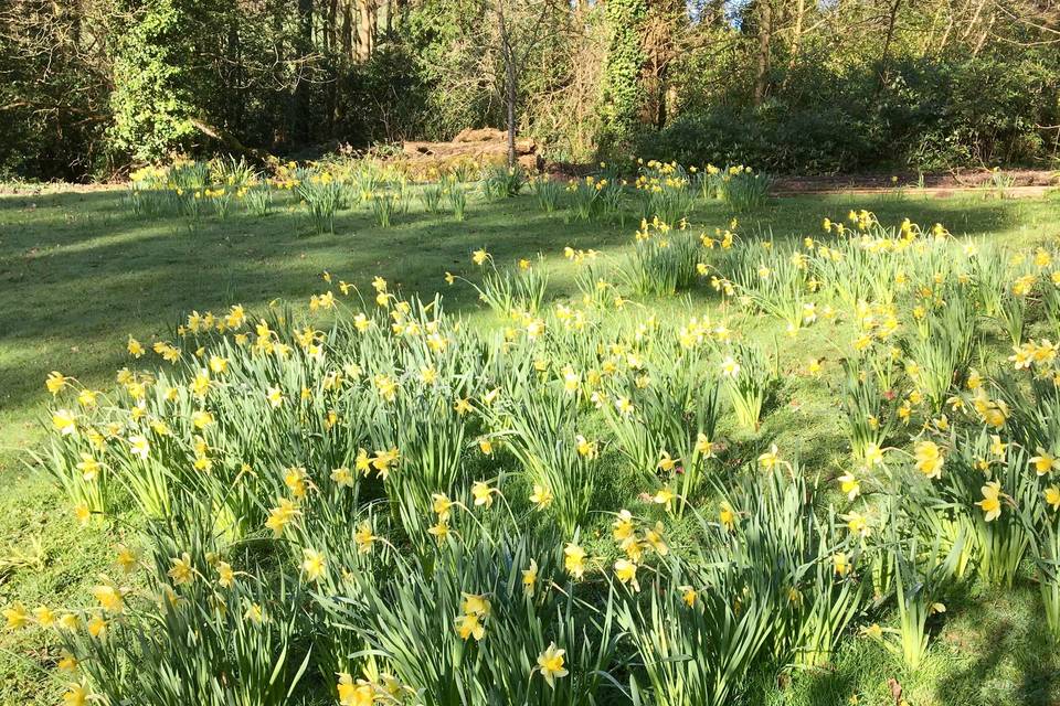 Daffodils at Woodbank House