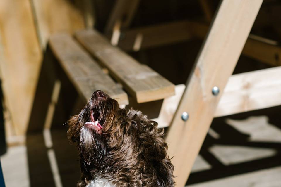 Dog Ringbearer